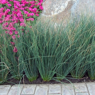 Ситник (Джункус) Блю Дарт тонкий