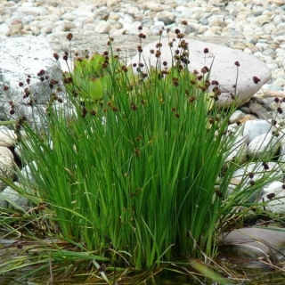 Ситник Стархеад (Джункус) мечелистный