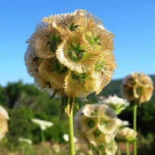 Скабиоза Драмстик (звездчатая)
