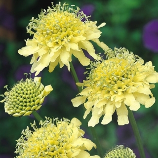 Скабиоза Фата-моргана