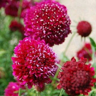 Скабиоза Красный король