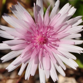 Скерда Любушка красная (крепис)