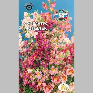 Схизантус Мотылек (визетонский)