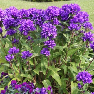 Колокольчик Одесса скученный