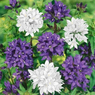 Колокольчик Букетная смесь (скученный)