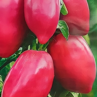 Томат Сладкий Бочонок