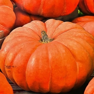 Тыква Сладкий пирог