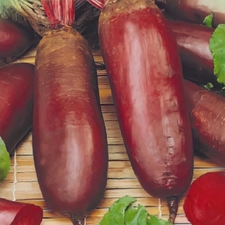 Свекла Славянка