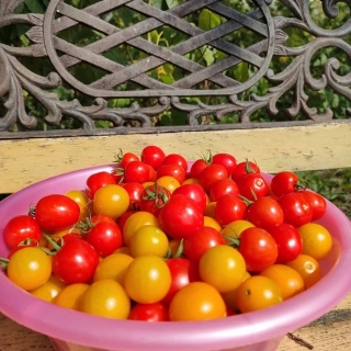 Томат Смородинка смесь