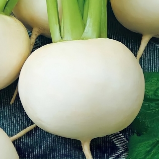 Репа Снежный шар