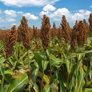 Сорго Сафари черное