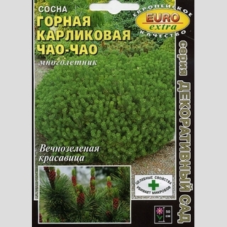 Сосна Чао-Чао карликовая горная