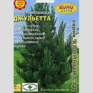 Сосна Джульетта румелийская (большой пакет)