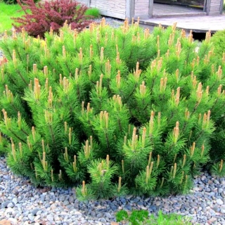 Сосна Пумилио карликовая (большой пакет)