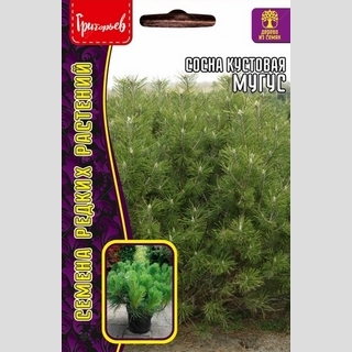 Сосна Муугус кустовая  (большой пакет)