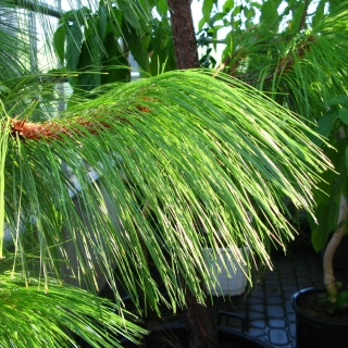 Сосна Мариелена мексиканская (большой пакет)