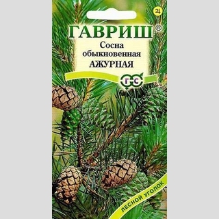 Сосна Ажурная обыкновенная