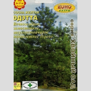 Сосна Одэтта желтая (большой пакет)