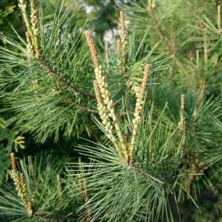 Сосна Живописная густоцветная (большой пакет)