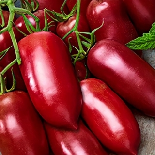 Томат Сосулька черная