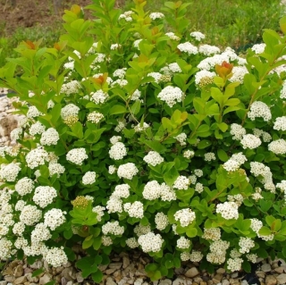 Спирея Фрица