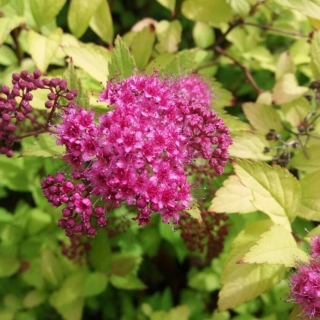 Спирея Бумальда (большой пакет)