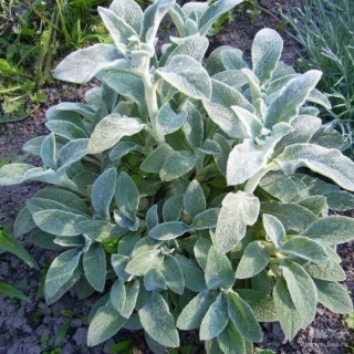 Стахис Нежность (византийский)