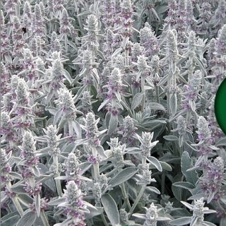 Стахис Овечье ушко (чистец византийский)