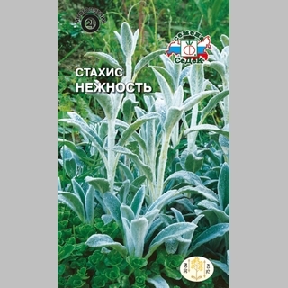 Стахис Нежность (византийский)