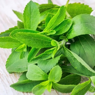 Стевия Сахарок