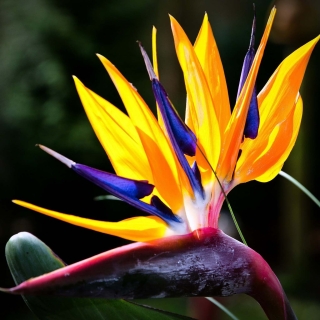 Стрелиция Райская птичка королевская