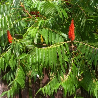 Сумах Кружевное облако (уксусный)