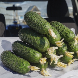 Огурец СВ 4097 ЦВ F1