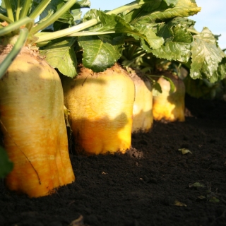 Свекла Золотые Гиганты (кормовая)