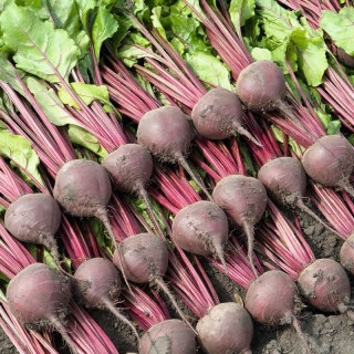 Свекла Беттолло F1