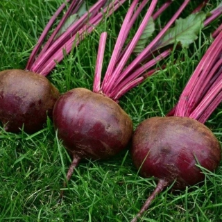 Свекла Смуглянка