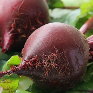 Свекла Цыганочка