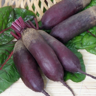 Свекла Цилиндра