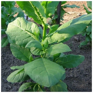 Табак Измир (курительный) (большой пакет)