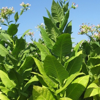 Табак Трапезонд 92 курительный