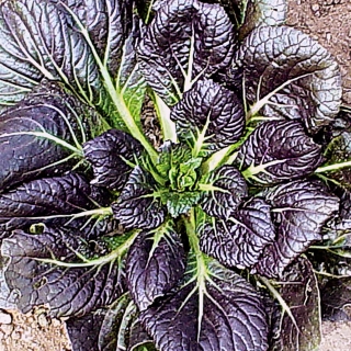 Капуста Татсой красная