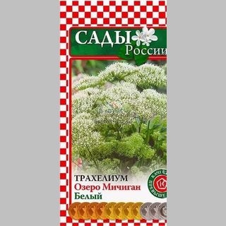 Трахелиум Озеро Мичиган Белый