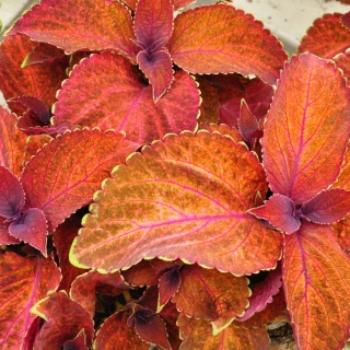 Колеус Тэррено румяный