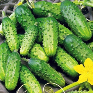 Огурец Чекист F1