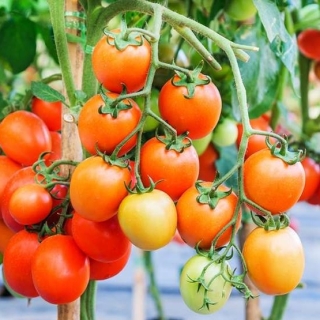 Томат Челябинский метеорит F1