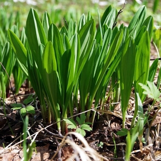 Черемша Медвежий деликатес