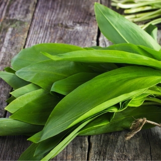 Лук Черемша (колба)