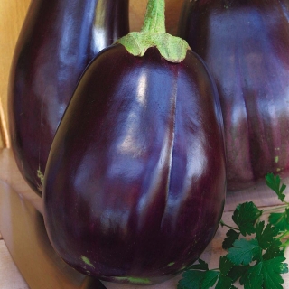 Баклажан Черный красавец