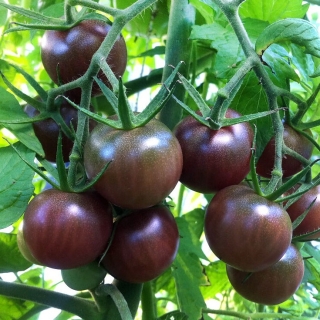 Томат Черный Чикаго (большой пакет)