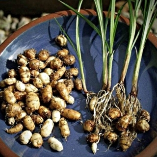 Чуфа (земляной миндаль)